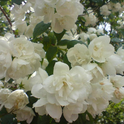 Philadelphus 'Schneesturm'