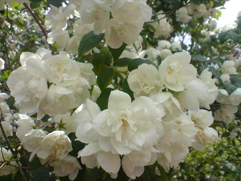 Philadelphus 'Schneesturm'