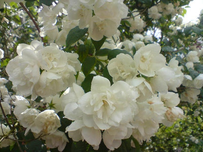 Philadelphus 'Schneesturm'