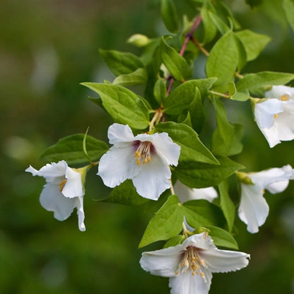 Philadelphus 'Belle Etoile'
