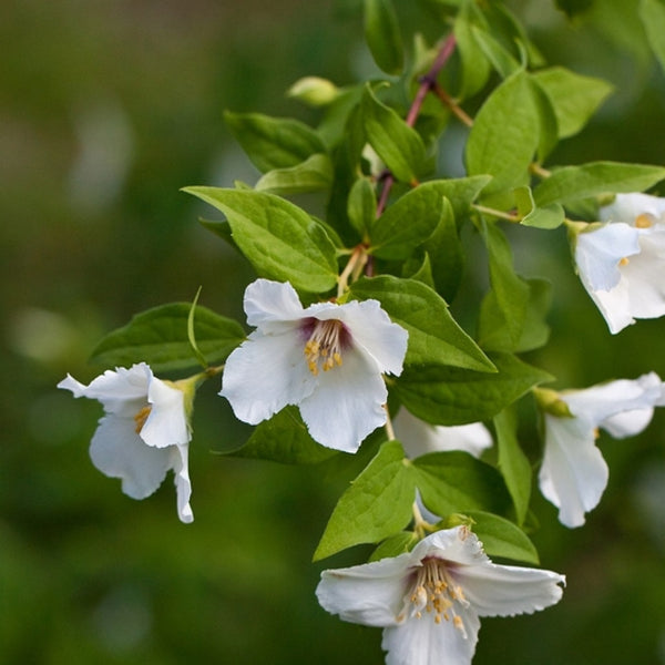 Philadelphus 'Belle Etoile'