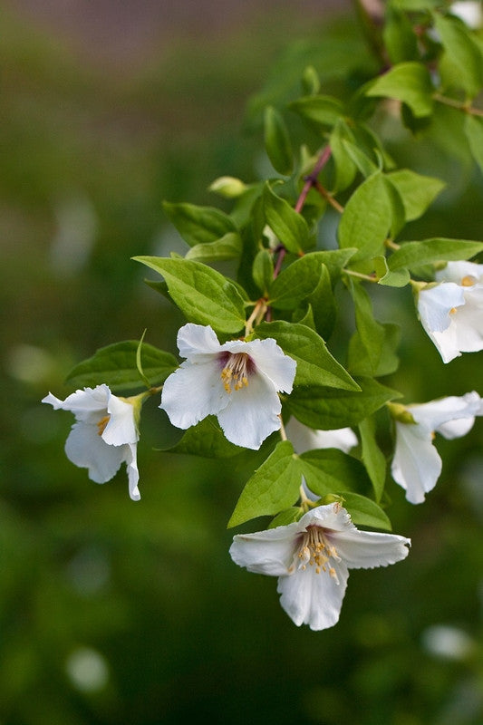 Philadelphus 'Belle Etoile'