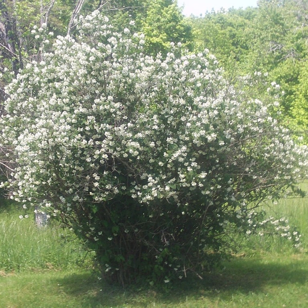 Philadelphus 'Lemoinei'