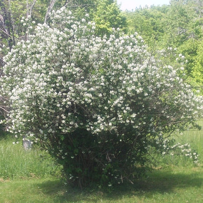 Philadelphus 'Lemoinei'