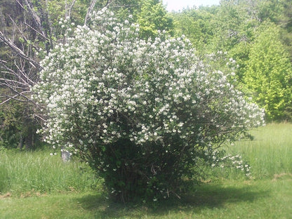 Philadelphus 'Lemoinei'
