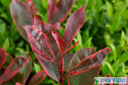 Photinia fraseri Louise