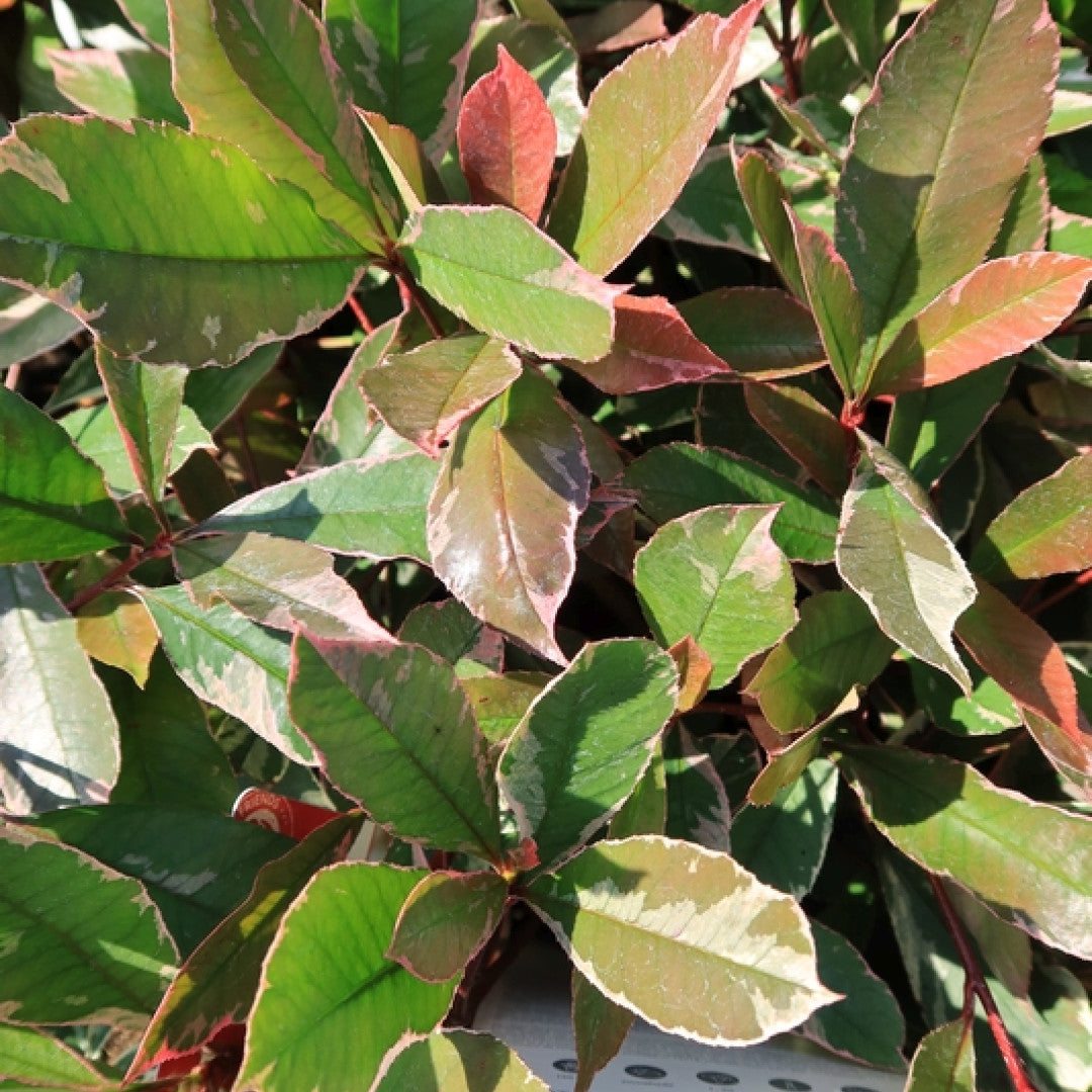 Photinia fraseri 'Pink Marble'