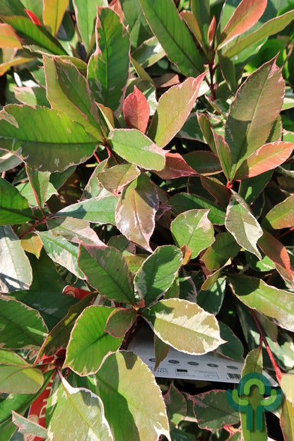 Photinia fraseri 'Pink Marble'