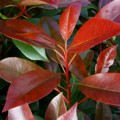 Photinia fraseri Red Light