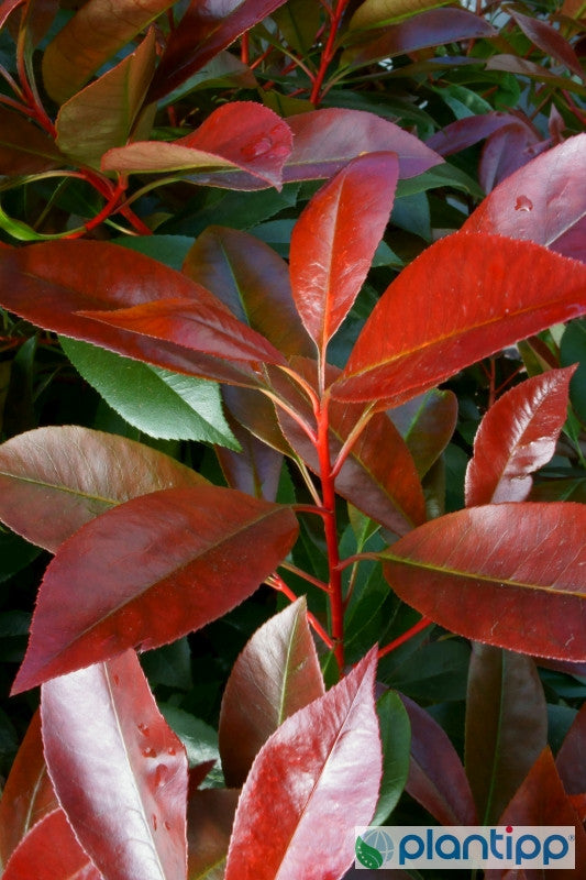 Photinia fraseri Red Light