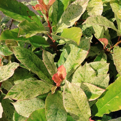 Photinia serratifolia Pink Crispy