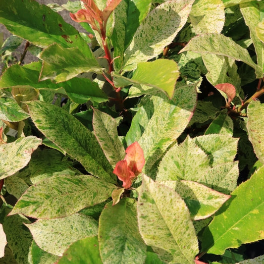 Photinia serratifolia Pink Crispy