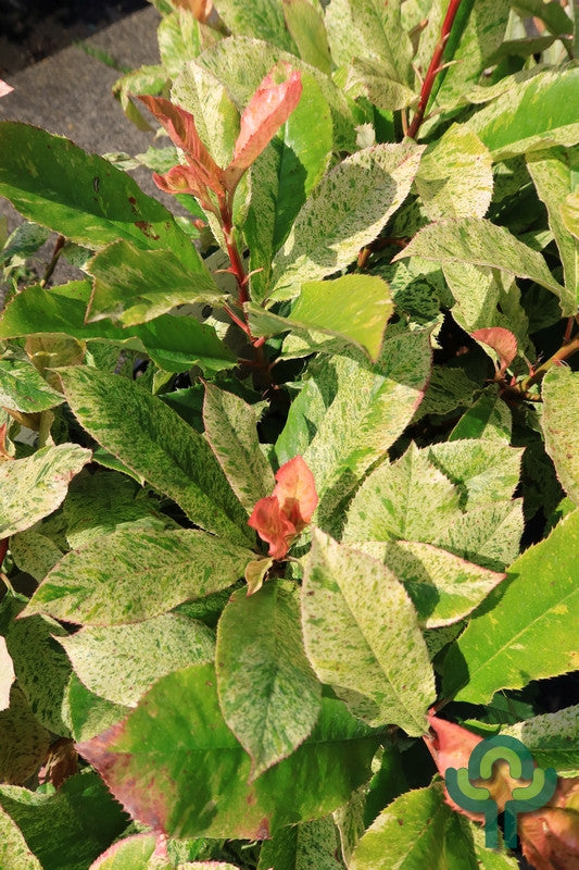 Photinia serratifolia Pink Crispy