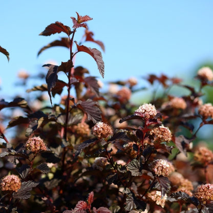 Physocarpus opulifolius 'Lady in Red' ®