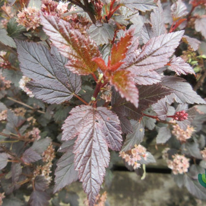 Physocarpus opulifolius Little Joker