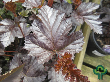 Physocarpus opulifolius Midnight