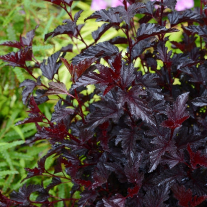 Physocarpus opulifolius 'All Black'