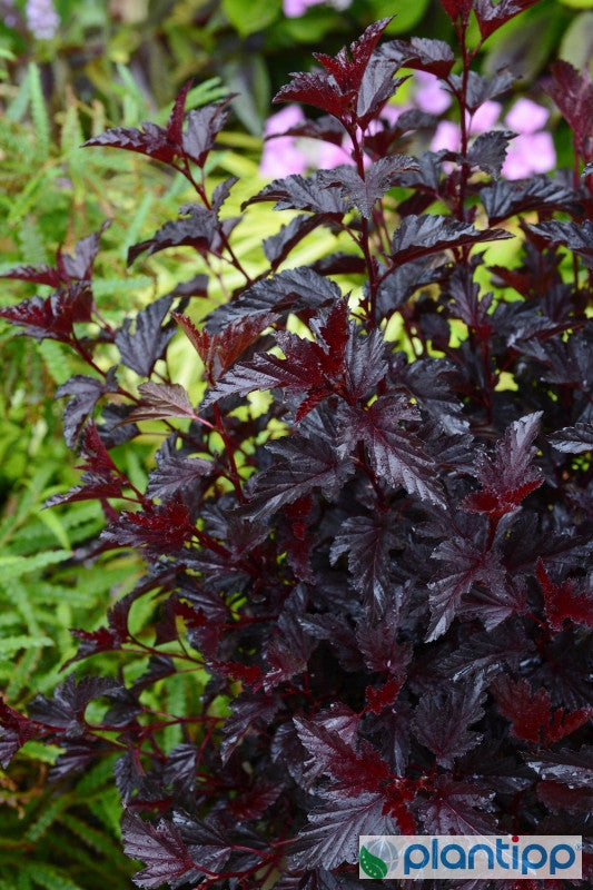 Physocarpus opulifolius 'All Black'
