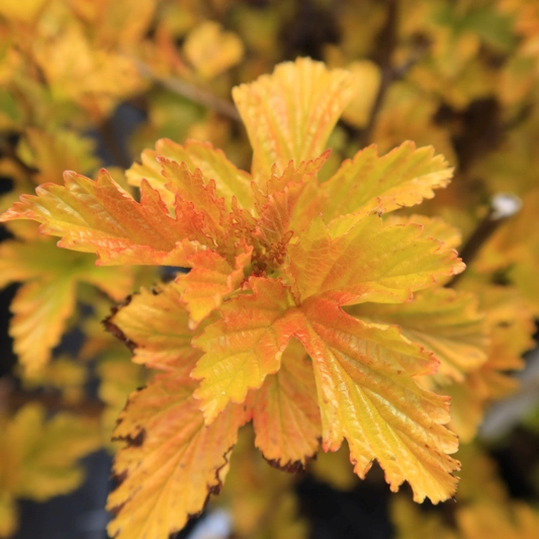 Physocarpus opulifolius Amber Jubilee