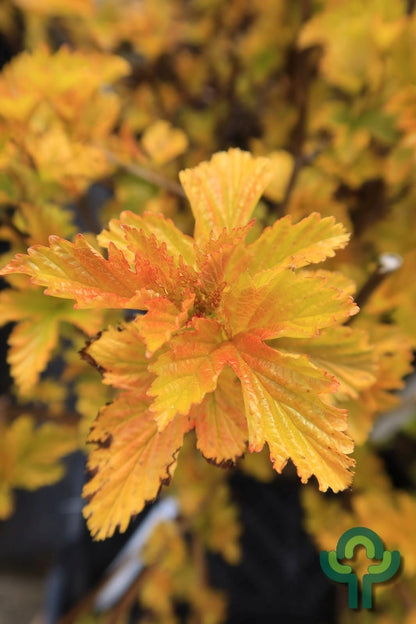 Physocarpus opulifolius Amber Jubilee