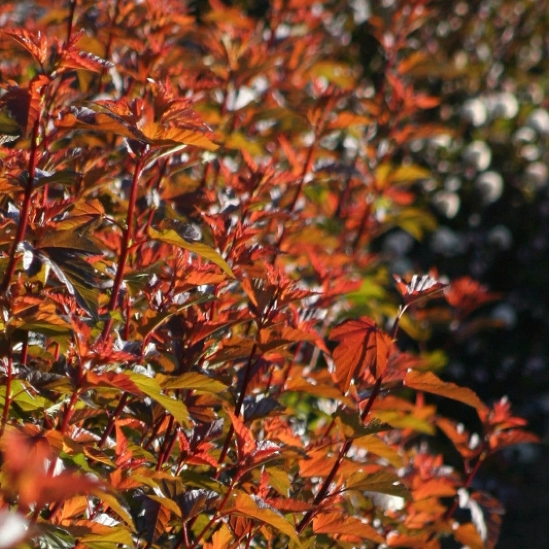 Physocarpus opulifolius 'Diable d'Or'