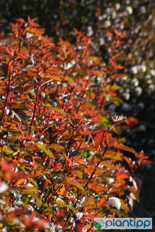 Physocarpus opulifolius 'Diable d'Or'