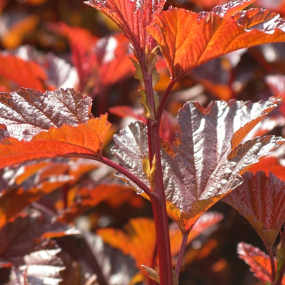 Physocarpus opulifolius 'Lady in Red' ®
