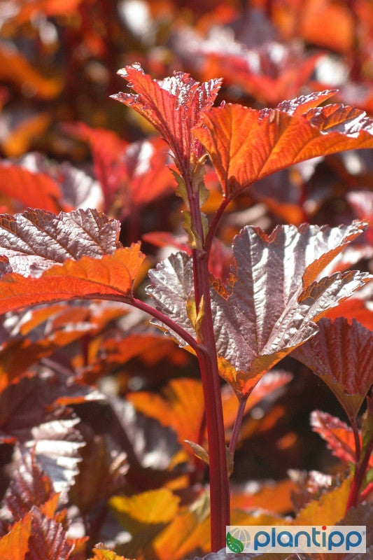 Physocarpus opulifolius 'Lady in Red' ®