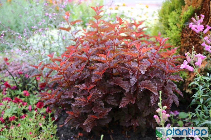 Physocarpus opulifolius 'Little Angel' ®