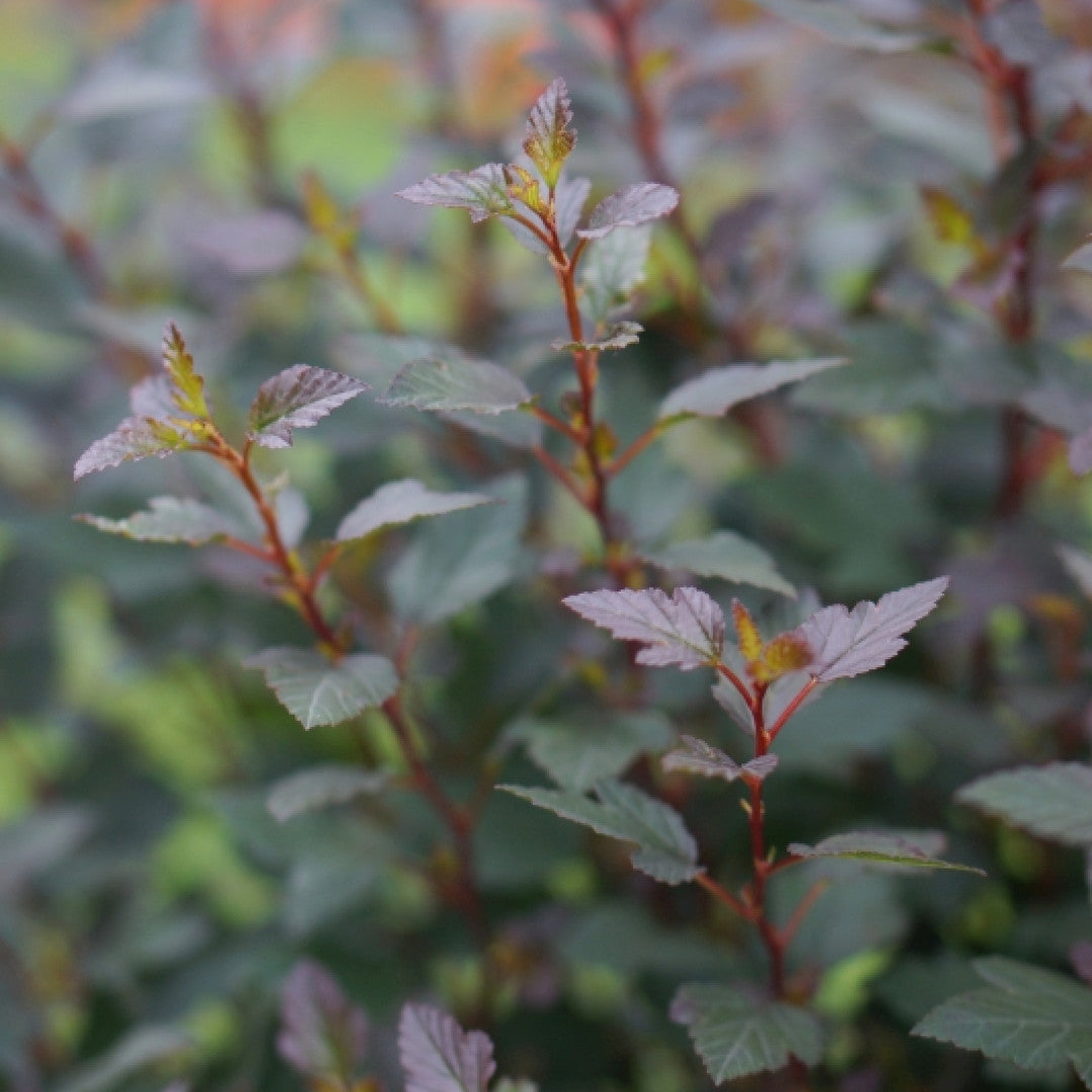 Physocarpus opulifolius Little Joker