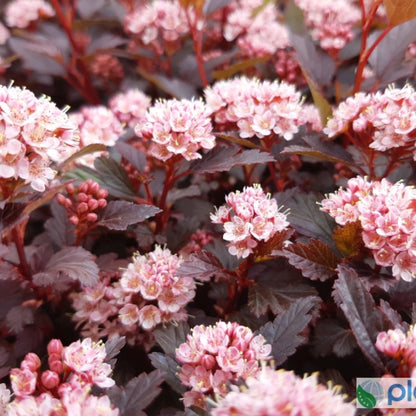 Physocarpus opulifolius Little Joker