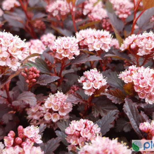 Physocarpus opulifolius Little Joker