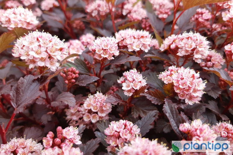 Physocarpus opulifolius Little Joker