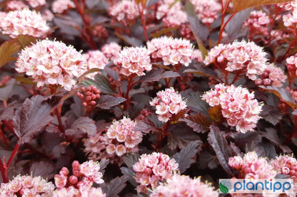 Physocarpus opulifolius Little Joker