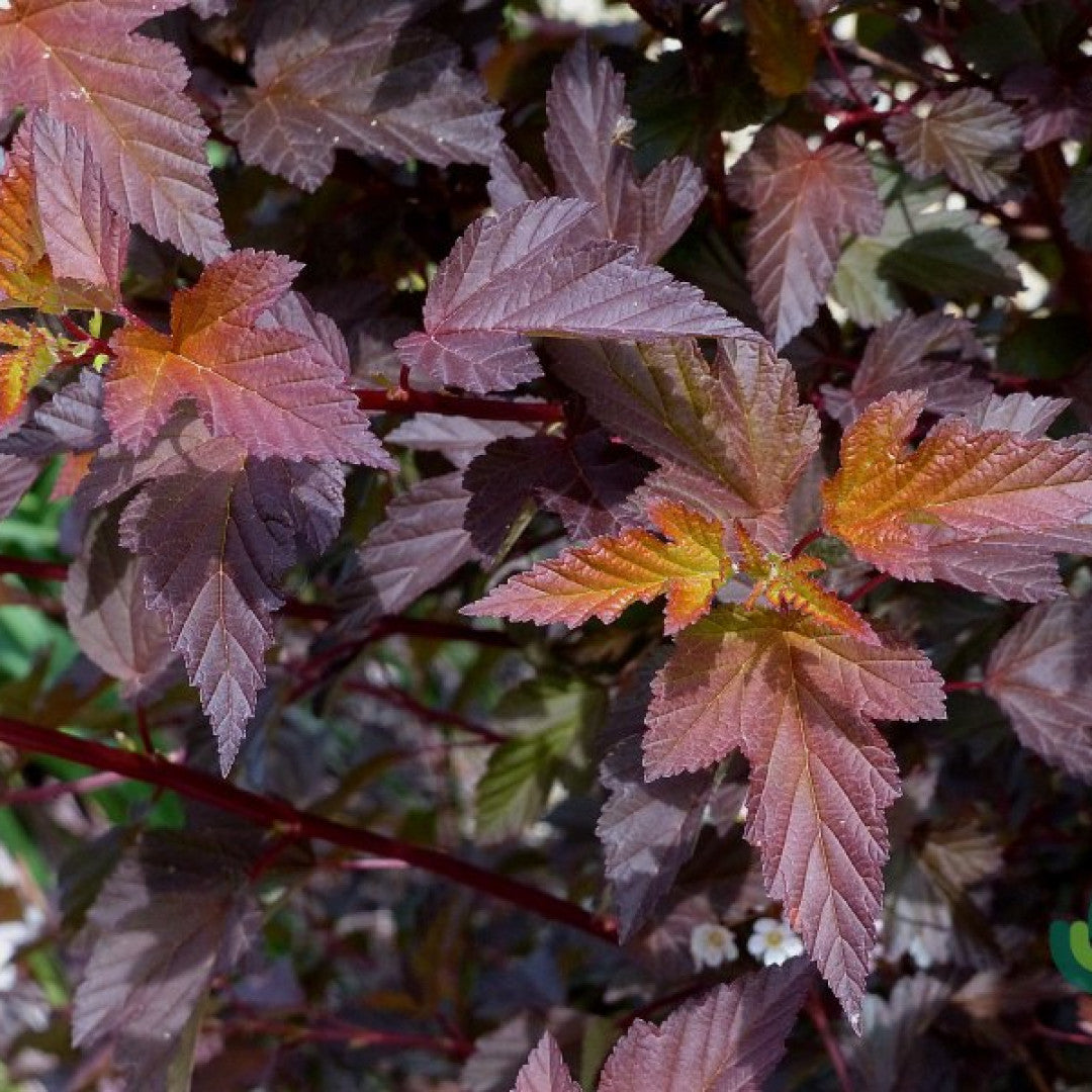 Physocarpus opulifolius 'Red Baron'