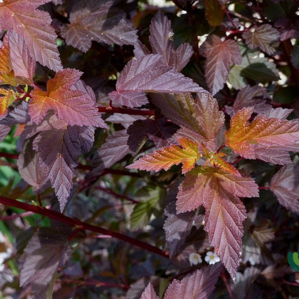 Physocarpus opulifolius 'Red Baron'