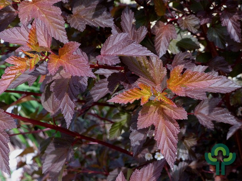 Physocarpus opulifolius 'Red Baron'