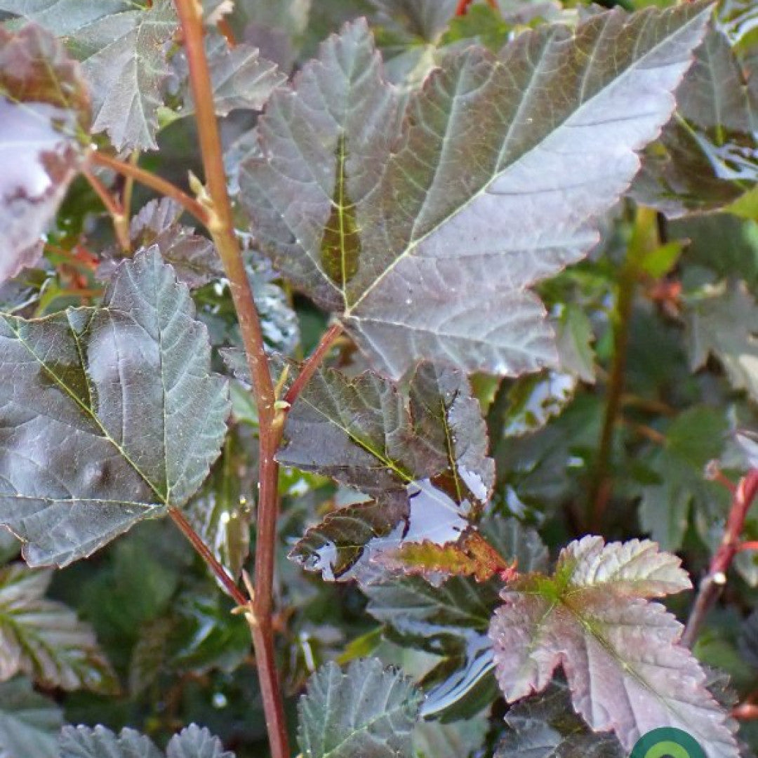 Physocarpus opulifolius 'Tiny Wine' ®