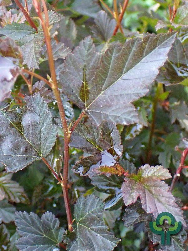 Physocarpus opulifolius 'Tiny Wine' ®