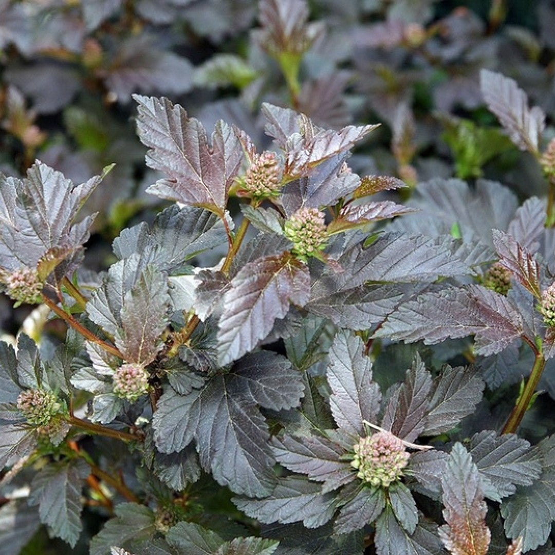 Physocarpus opulifolius 'Diabolo'