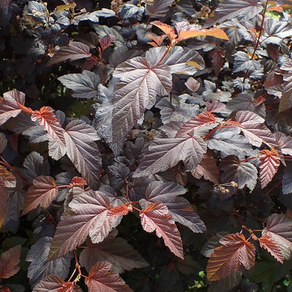 Physocarpus opulifolius 'Lady in Red' ®