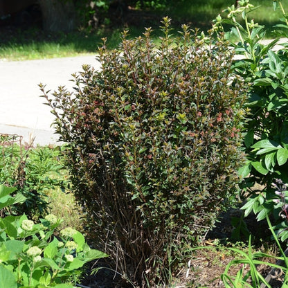 Physocarpus opulifolius 'Little Devil'