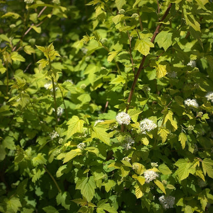 Physocarpus opulifolius 'Dart's Gold'