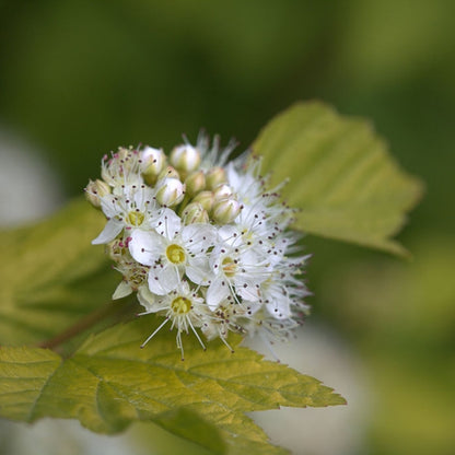 Physocarpus opulifolius 'Dart's Gold'