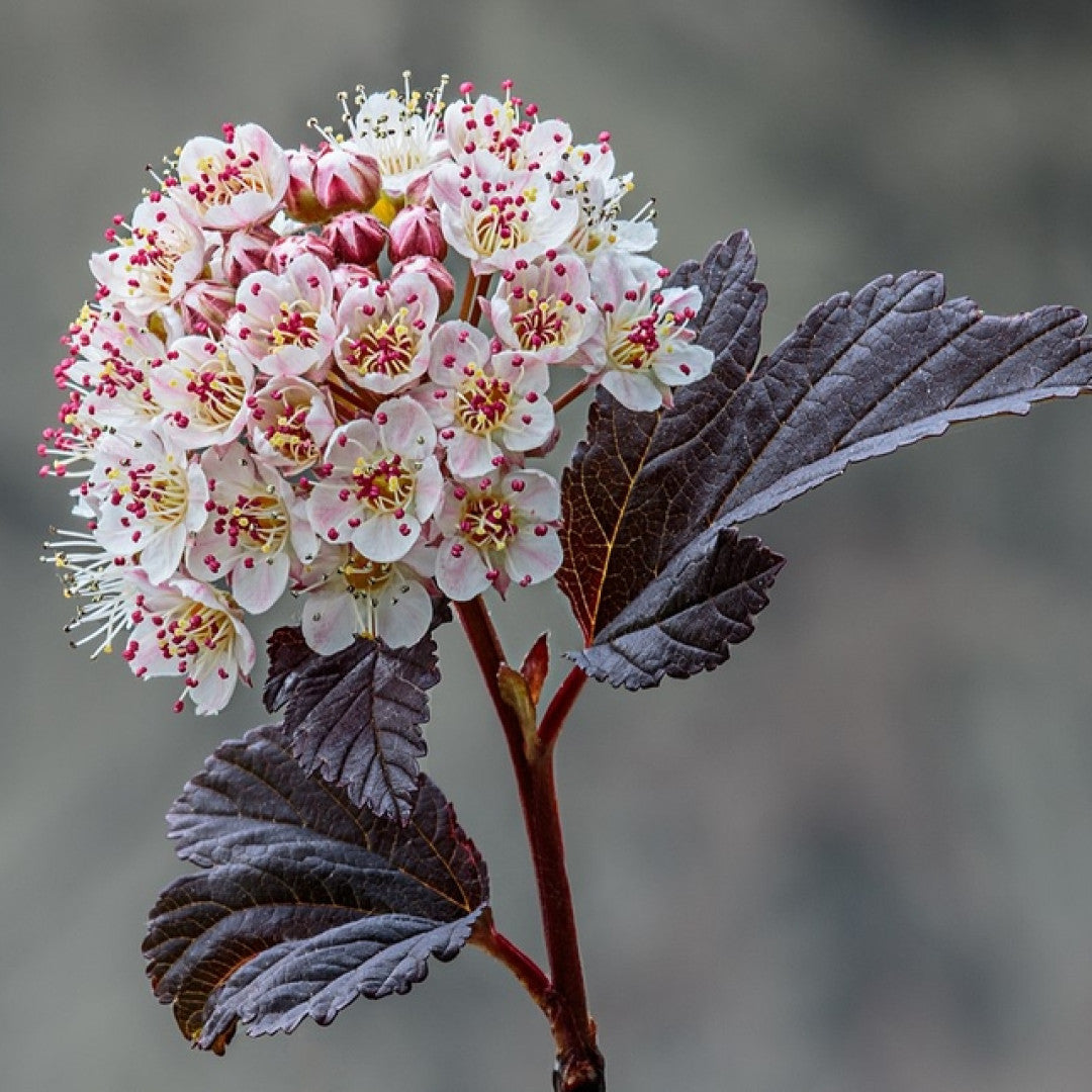 Physocarpus opulifolius 'Diabolo'