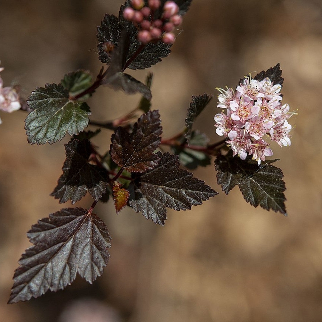 Physocarpus opulifolius 'Little Devil'