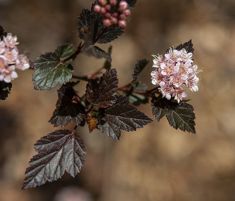 Physocarpus opulifolius 'Little Devil'
