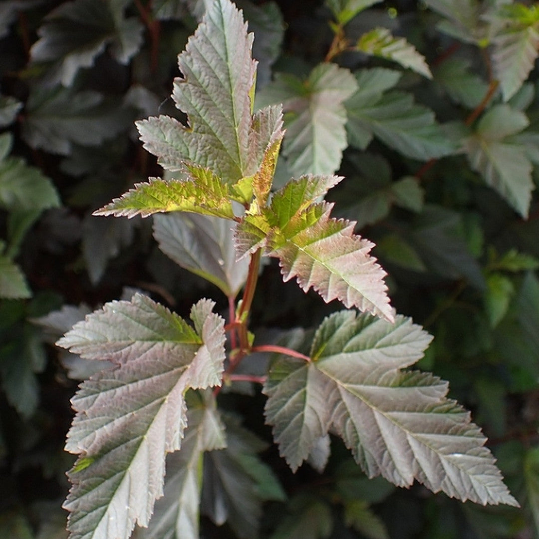 Physocarpus opulifolius Summer Wine