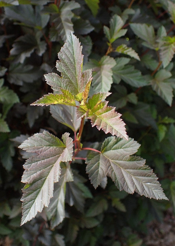 Physocarpus opulifolius Summer Wine