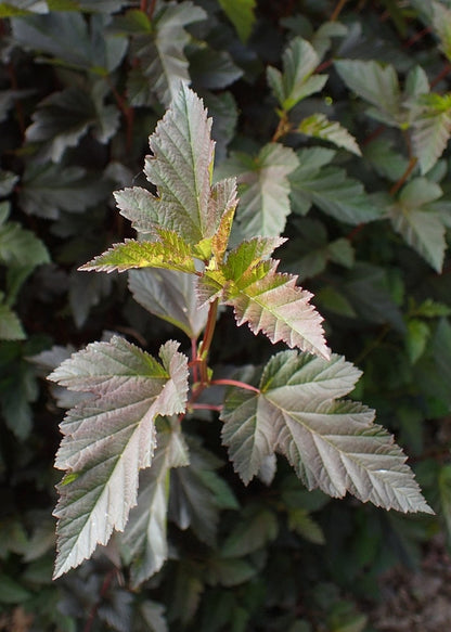 Physocarpus opulifolius Summer Wine
